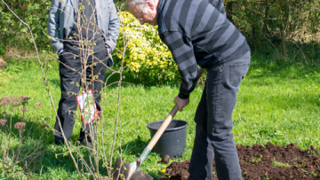 Le Rotary plante trente-sept arbres dans la Hêtraie de la ville d’Eu