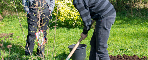 Le Rotary plante trente-sept arbres dans la Hêtraie de la ville d’Eu