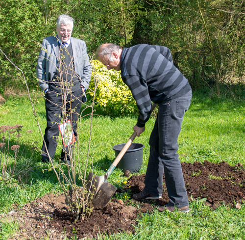 Le Rotary plante trente-sept arbres dans la Hêtraie de la ville d’Eu